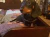Puppies for sale Denmark, Kopenagen Dachshund