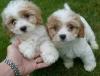 Puppies for sale Ireland, Cork Mixed breed, Cavachon