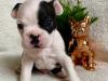 Puppies for sale France, Montpellier Boston Terrier