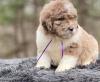 Puppies for sale France, Lion Newfoundland