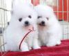 Puppies for sale United Kingdom, Belfast Pomeranian Spitz