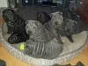 Puppies for sale Germany, Baden-Baden Shar Pei