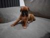 Puppies for sale Latvia, Riga Boxer