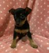 Puppies for sale Czech Republic, Bratislava Miniature Pinscher