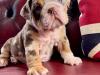 Puppies for sale France, Marseille English Bulldog