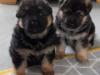 Puppies for sale United Kingdom, Cambridge German Shepherd Dog