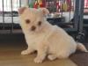 Puppies for sale Cyprus, Nicosia Chihuahua