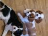 Puppies for sale Greece, Athens King Charles Spaniel
