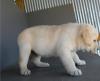 Puppies for sale Italy, Cortina d'ampetso Labrador