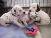 Dogs free Hungary, Gyor Dalmatian