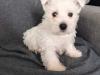 Puppies for sale Slovakia, Bratislava West Highland White Terrier