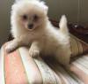 Puppies for sale Canada, Alberta, Calgary Pomeranian Spitz