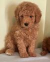 Puppies for sale Poland, Warsaw Mixed breed, Goldendoodle