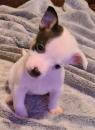 Puppies for sale Canada, Alberta, Calgary Chihuahua
