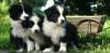 Puppies for sale Slovakia, Luhacovice Border Collie