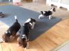Puppies for sale Cyprus, Paphos Beagle