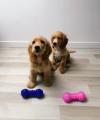 Dogs free Spain, Cordoba Cocker Spaniel
