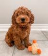 Puppies for sale Italy, Palermo Other breed, Cockapoo
