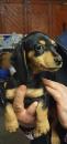 Puppies for sale Canada, Alberta, Calgary Dachshund