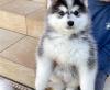 Puppies for sale Italy, Cremona , pomsky