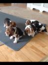 Puppies for sale Cyprus, Paphos Beagle