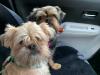 Puppies for sale Denmark, Kopenagen Griffon