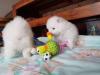 Puppies for sale Finland, Lahti Pomeranian Spitz