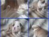 Puppies for sale Italy, Rome English Bulldog