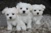 Puppies for sale Spain, Figeyras Maltese