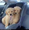 Puppies for sale Cyprus, Larnaca Golden Retriever