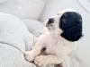 Puppies for sale Denmark, Kopenagen English Bulldog