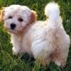 Puppies for sale Cyprus, Larnaca Havanese