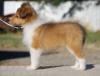 Puppies for sale Netherlands, Hemstede Sheltie (Shetland Sheepdog)