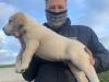 Продам щенка Germany, Solingen Central Asia Shepherd Dog