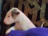 Puppies for sale Greece, Larissa Bull Terrier