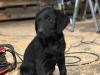 Puppies for sale Germany, Sprout Labrador