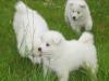 Puppies for sale Finland, Helsinki Samoyed dog (Samoyed)