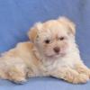 Puppies for sale Canada, New Brunswick Havanese