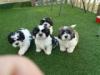 Puppies for sale Cyprus, Larnaca Shih Tzu