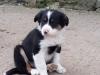 Puppies for sale Greece, Patra Border Collie