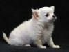 Puppies for sale Denmark, Kopenagen Chihuahua