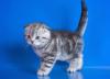 Kittens for sale Ireland, Cork Scottish Fold