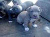 Puppies for sale Italy, Rome American Pit-Bull Terrier