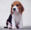 Puppies for sale Italy, Genoa Beagle