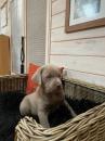 Продам щенка Portugal, Mirandela Labrador