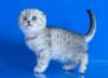 Kittens for sale United Kingdom, Glasgow Scottish Fold