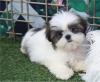 Puppies for sale Sweden, Helsingborg Shih Tzu