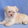 Puppies for sale Canada, Nova Scotia Havanese