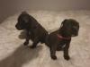 Puppies for sale Greece, Athens Staffordshire Bull Terrier