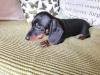 Puppies for sale Finland, Rovaniemi Dachshund